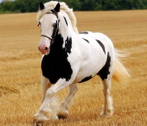 horse-love-horses-4486356-470-404.jpg